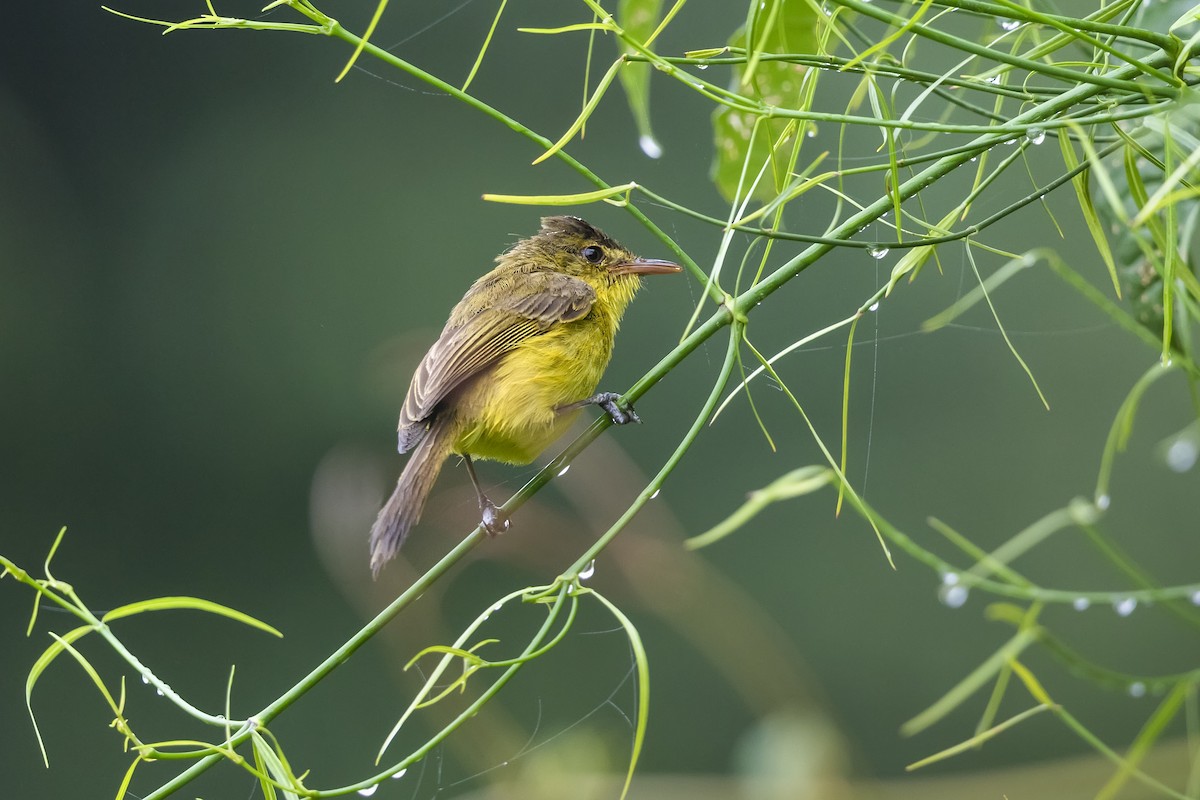 Mountain Yellow-Warbler - Stefan Hirsch