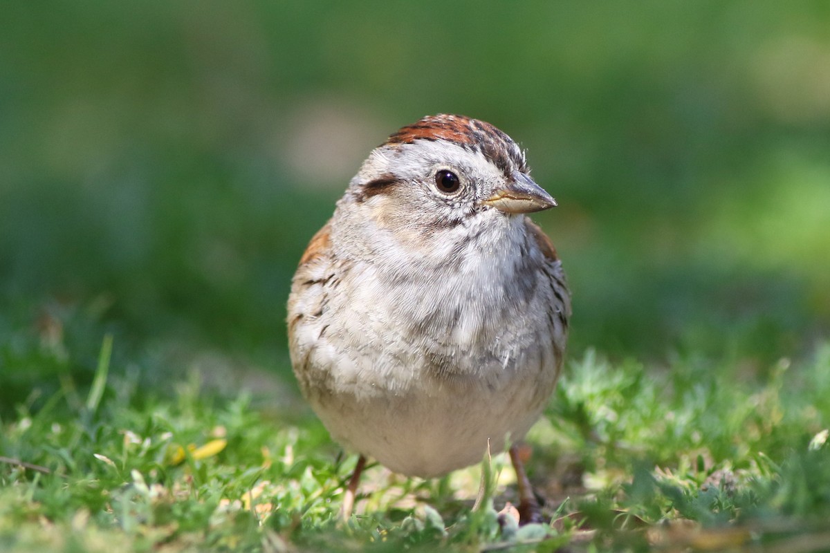 Swamp Sparrow - ML323618881