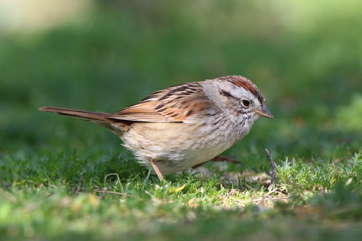 Swamp Sparrow - ML323618951