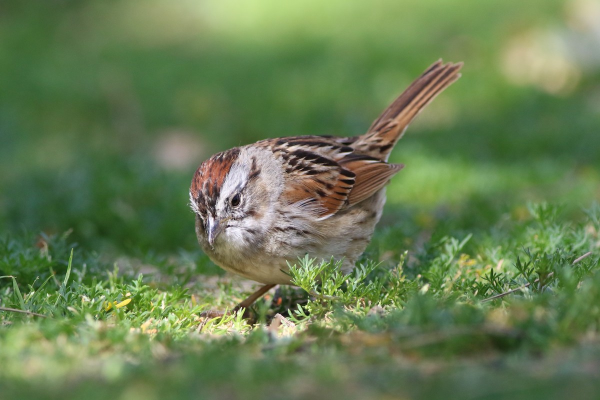 Swamp Sparrow - ML323618961