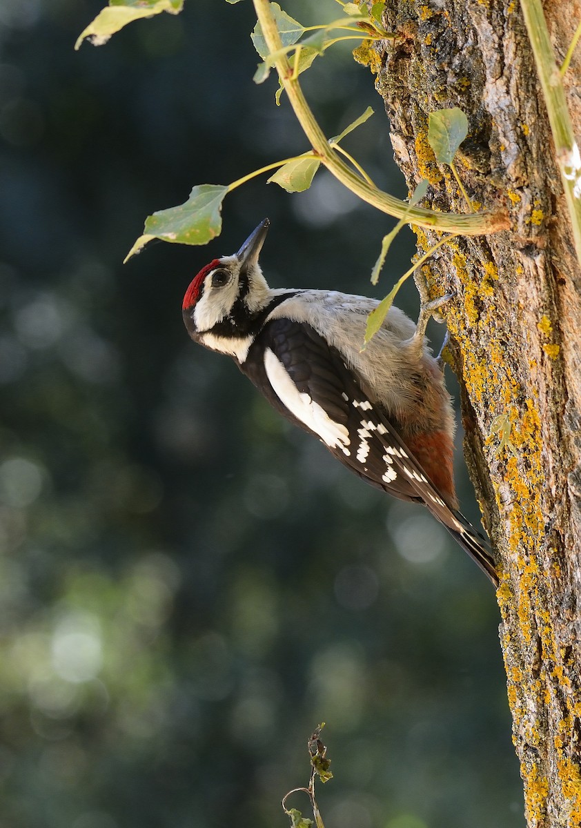Great Spotted Woodpecker - ML32361911