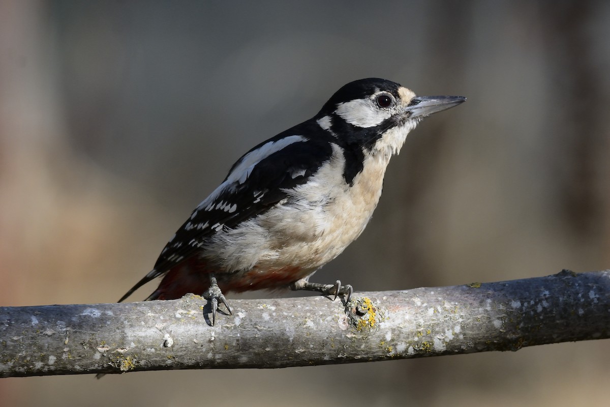 Great Spotted Woodpecker - Carlos Alberto Ramírez