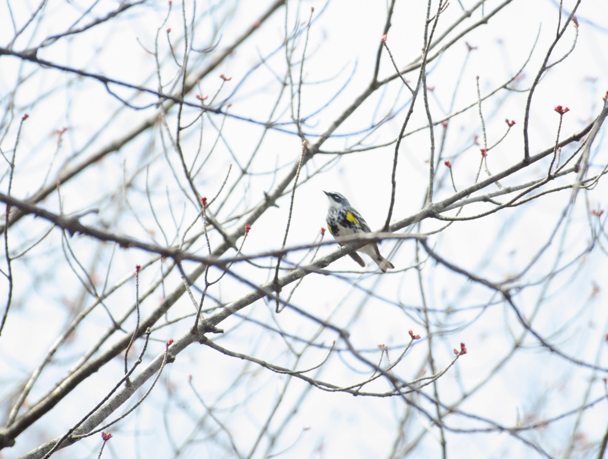 Yellow-rumped Warbler (Myrtle) - ML323622781