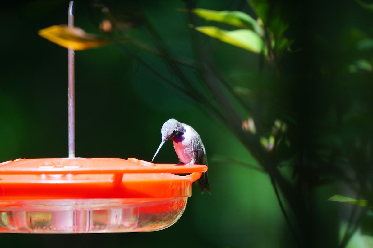 Black-chinned Hummingbird - Dalcio Dacol