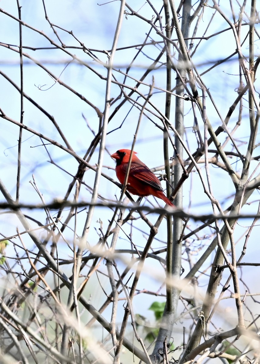 Cardinal rouge - ML323626051