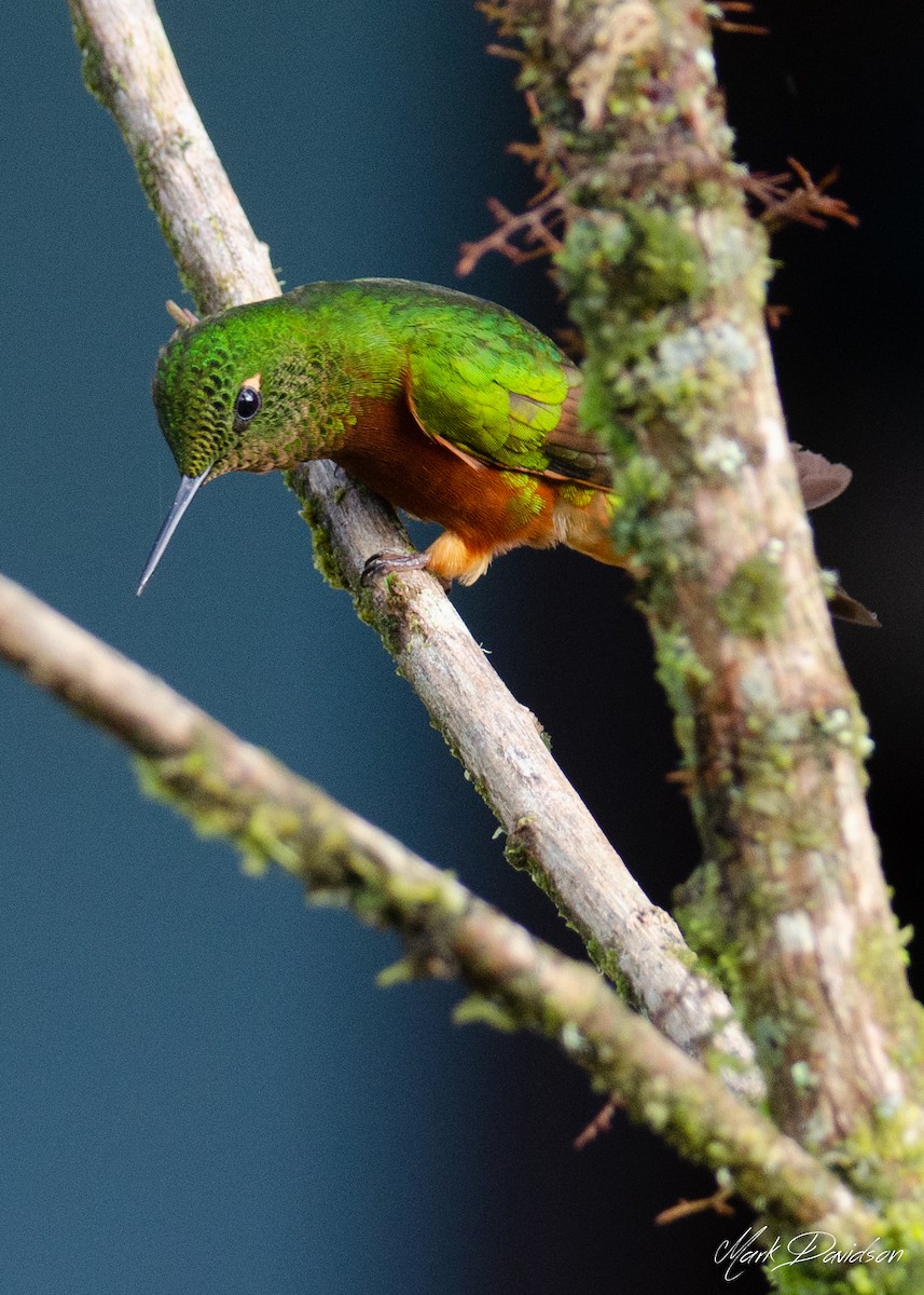 kolibřík peruánský - ML323628571