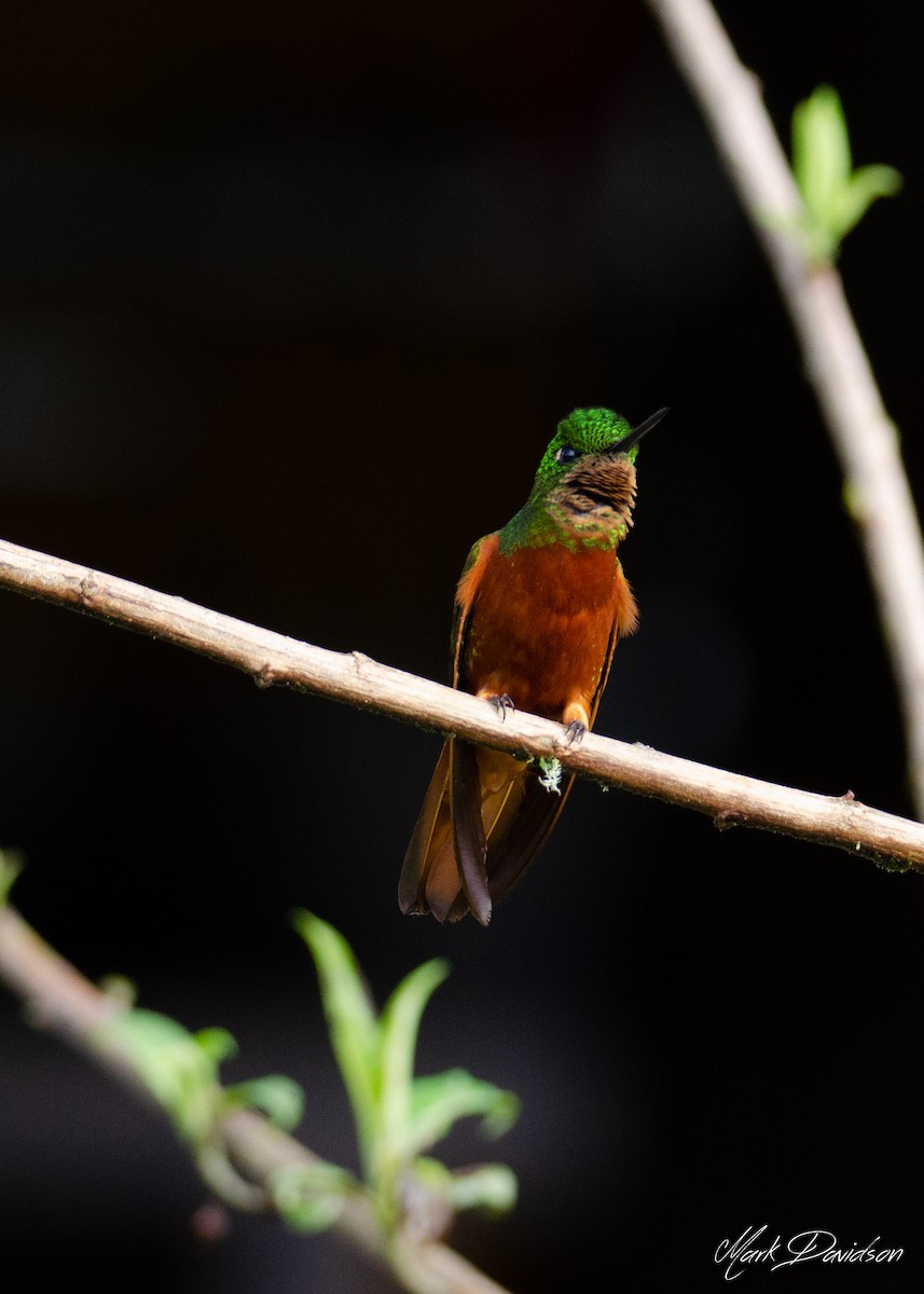kolibřík peruánský - ML323628591