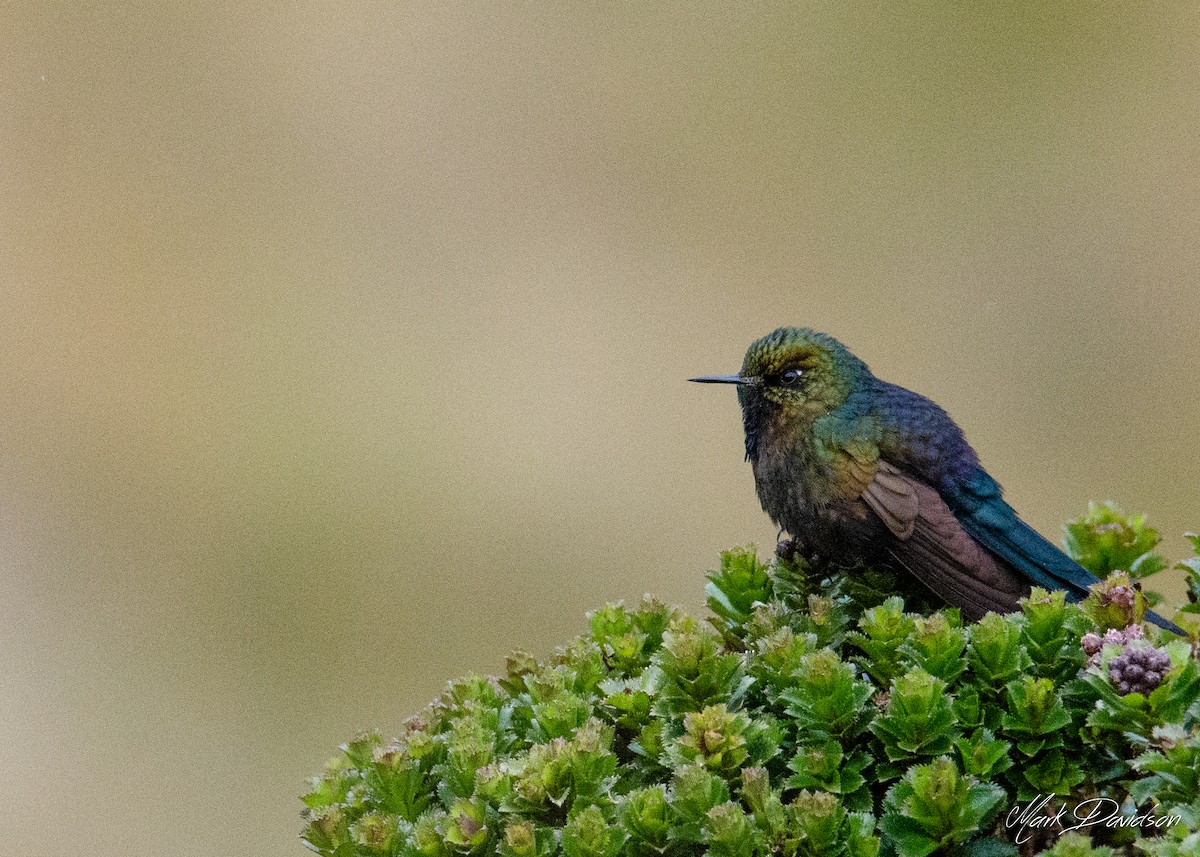 kolibřík modropláštíkový - ML323631581