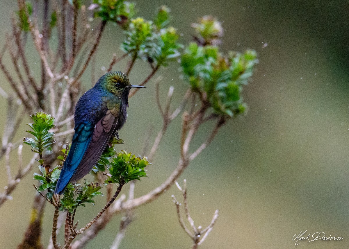 kolibřík modropláštíkový - ML323631621