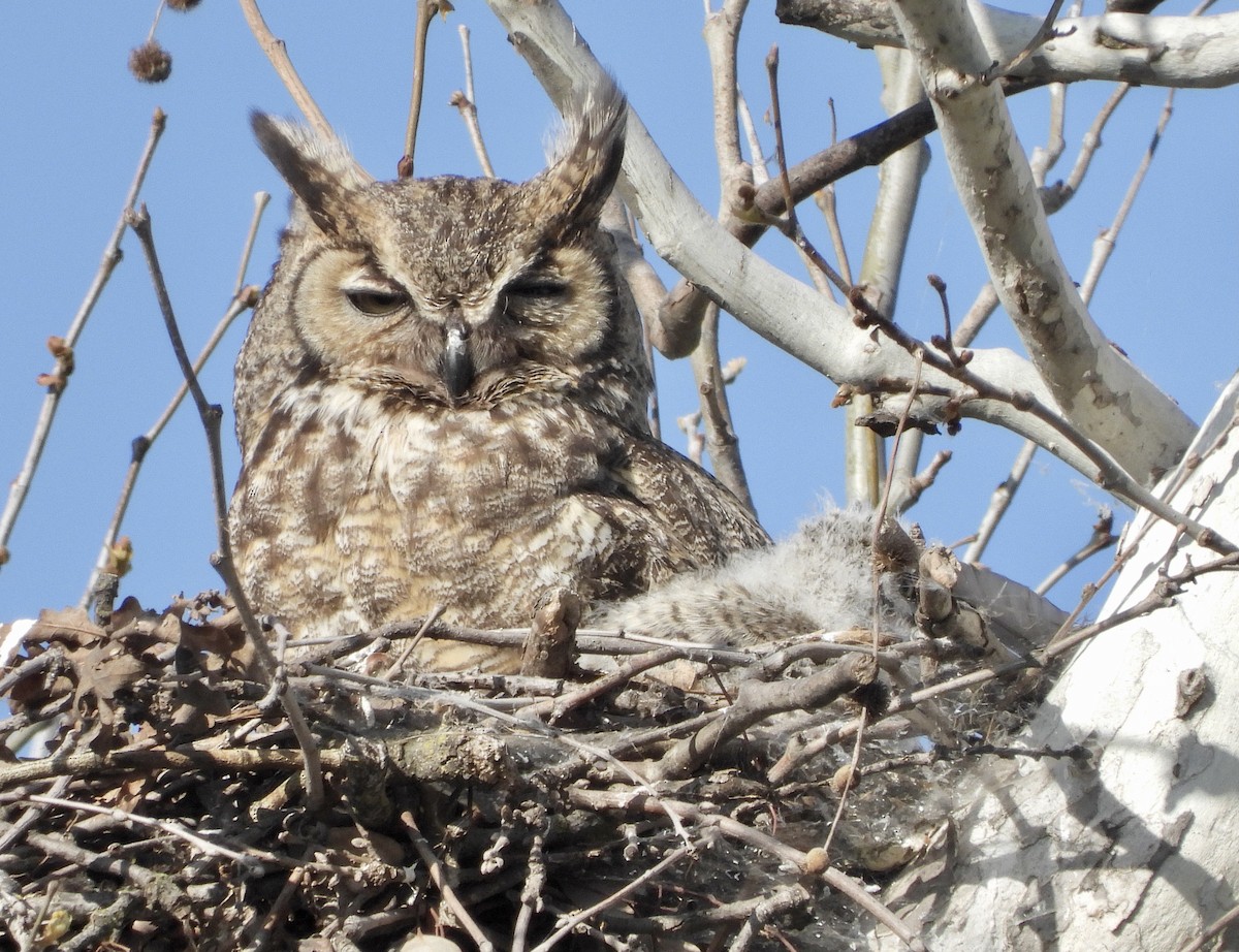 Great Horned Owl - ML323634371