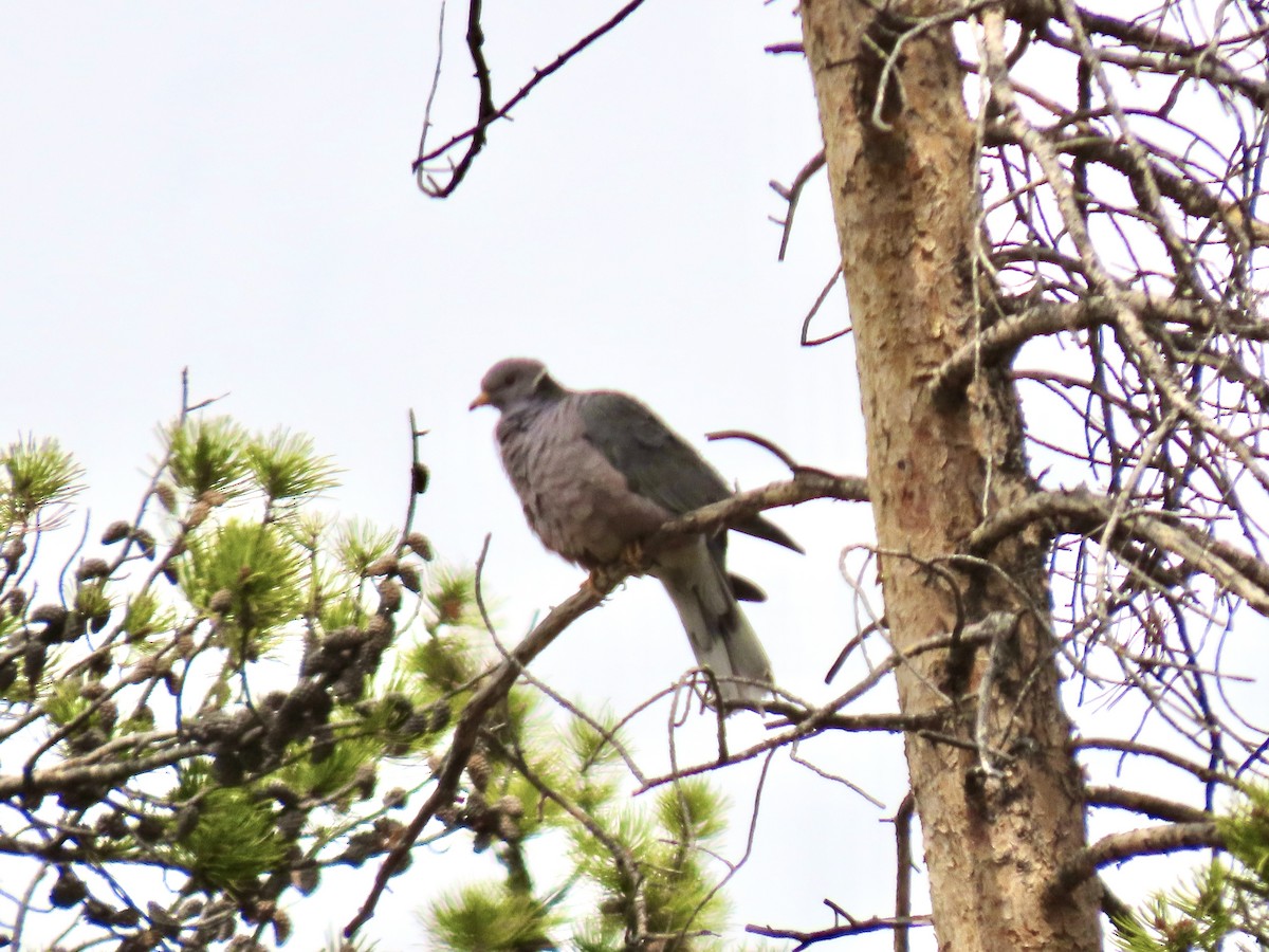 Band-tailed Pigeon - ML323645391