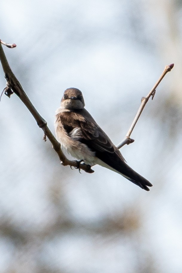 Northern Rough-winged Swallow - Eric Stone
