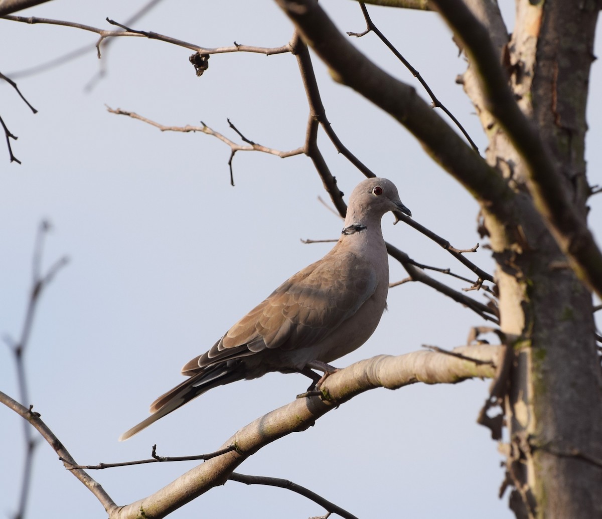 Eurasian Collared-Dove - John Bruin