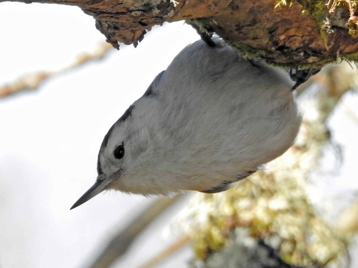 White-breasted Nuthatch - ML323651841