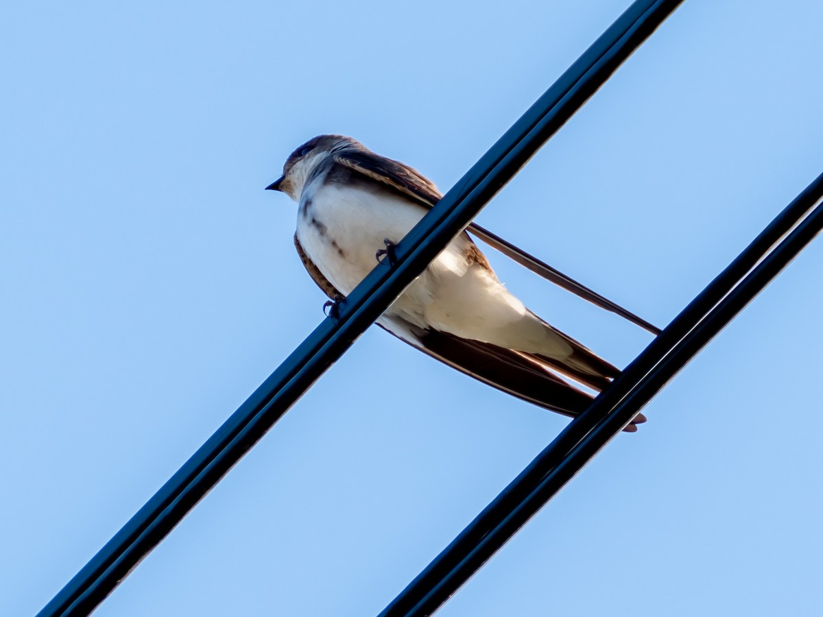 Barn Swallow - ML323652881