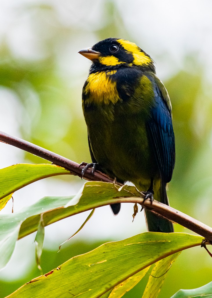 Gold-ringed Tanager - ML323653661
