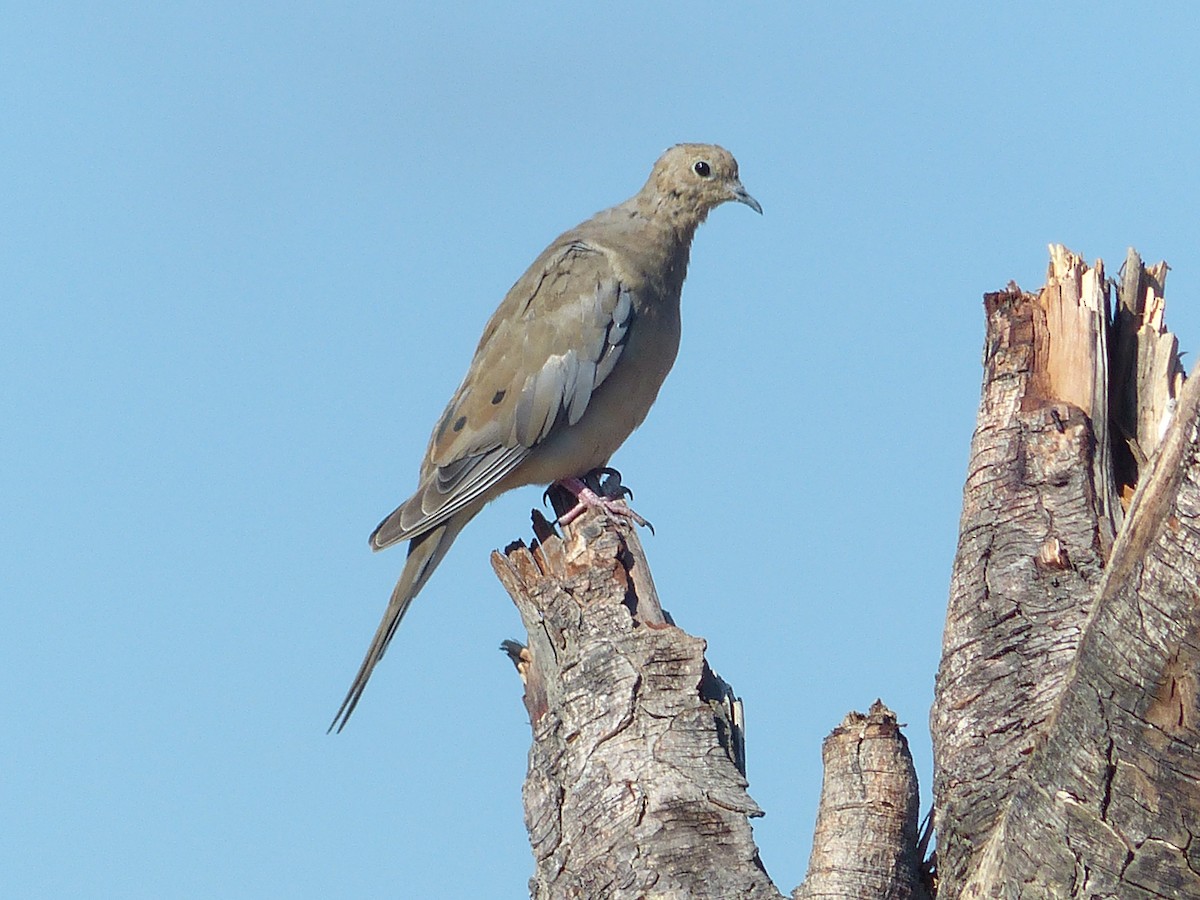 Mourning Dove - Andy Frank
