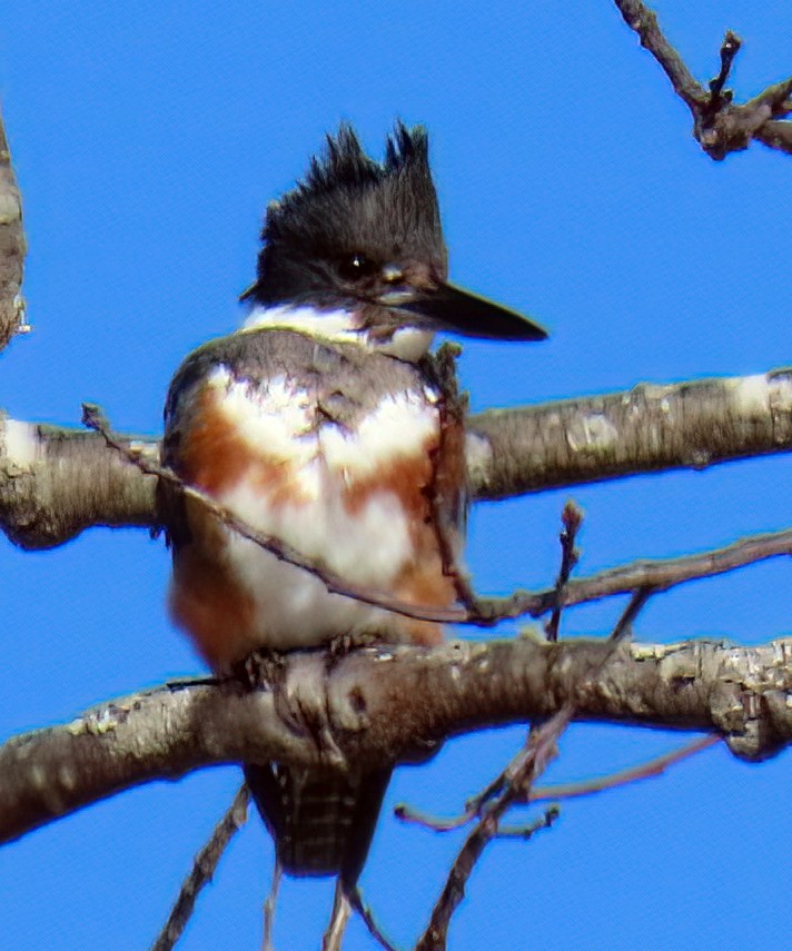 Belted Kingfisher - ML323658191