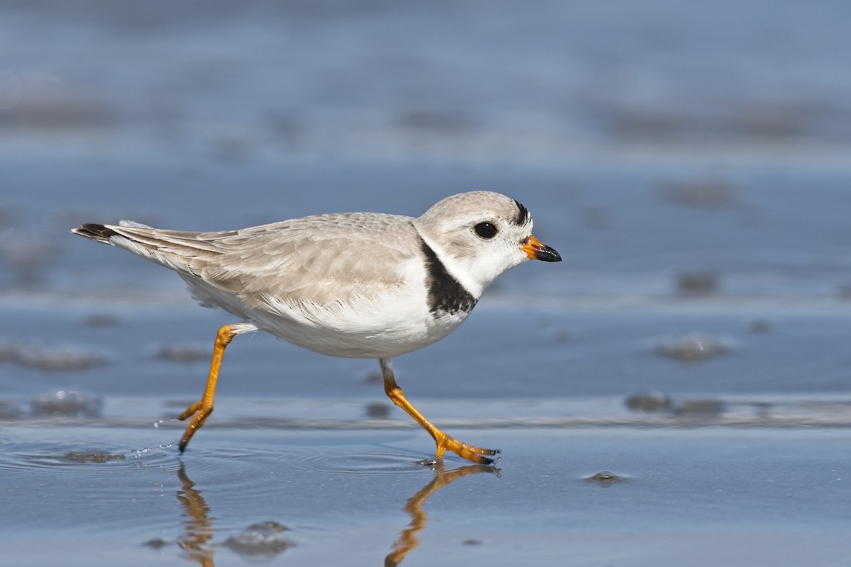 Piping Plover - ML323658801
