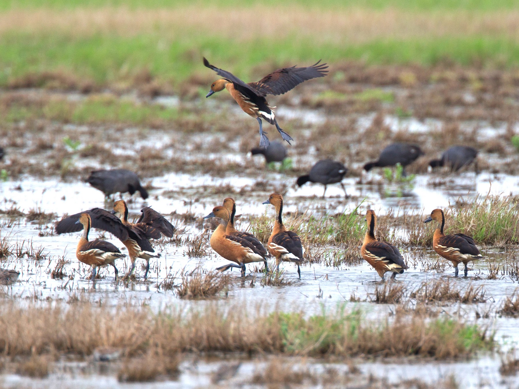 アカリュウキュウガモ - eBird