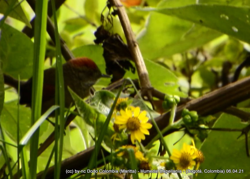 Silvery-throated Spinetail - Maritta (Dodo Colombia)