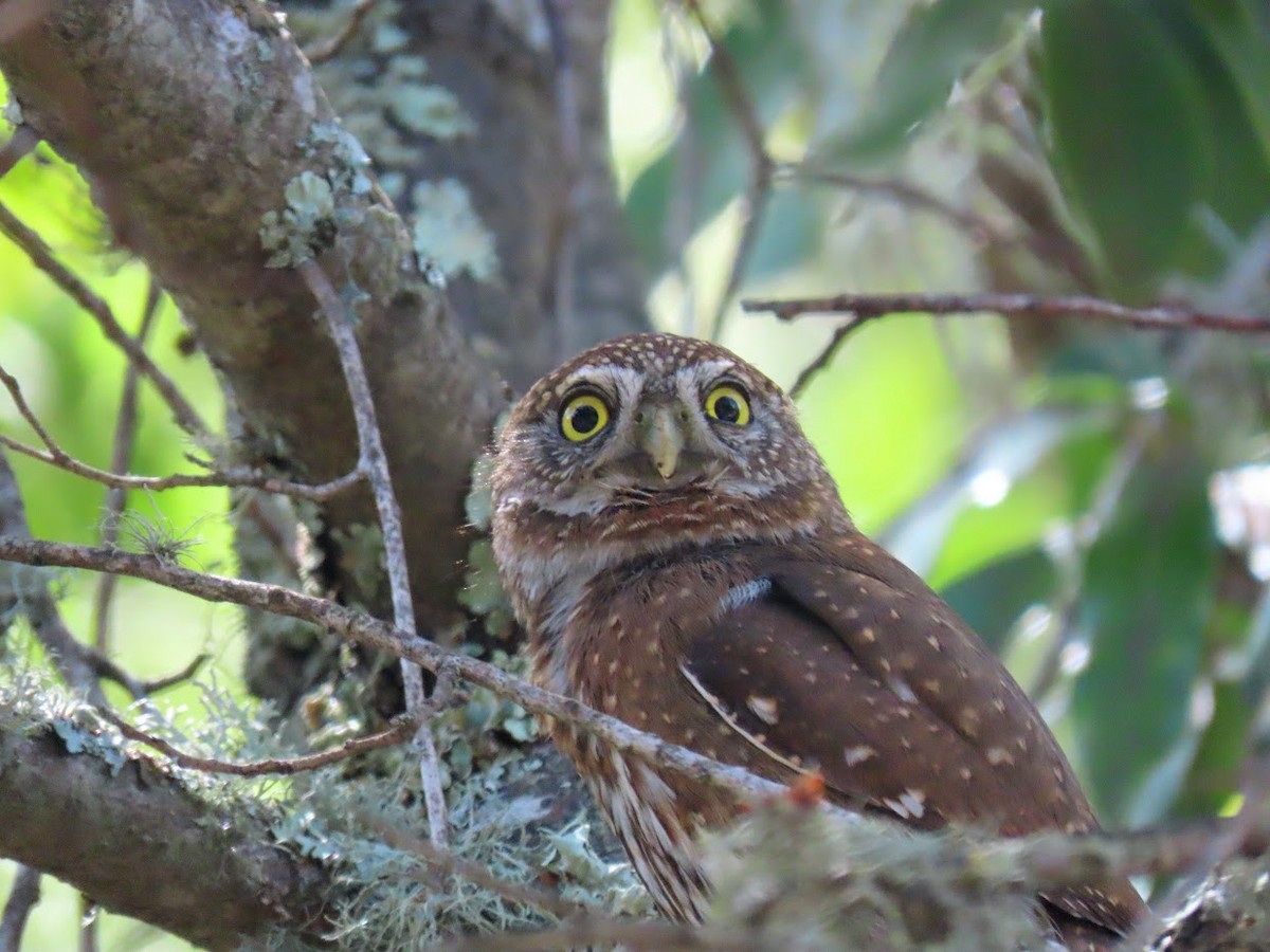Northern Pygmy-Owl - Long-eared Owl