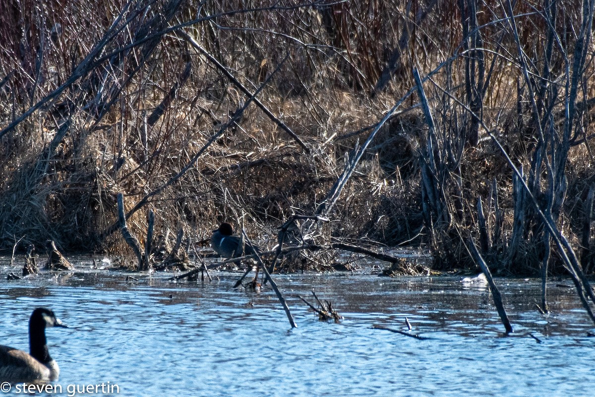 Green-winged Teal - ML323670691