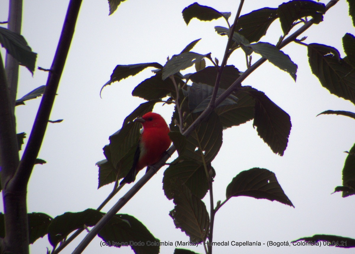 Scarlet Tanager - Maritta (Dodo Colombia)