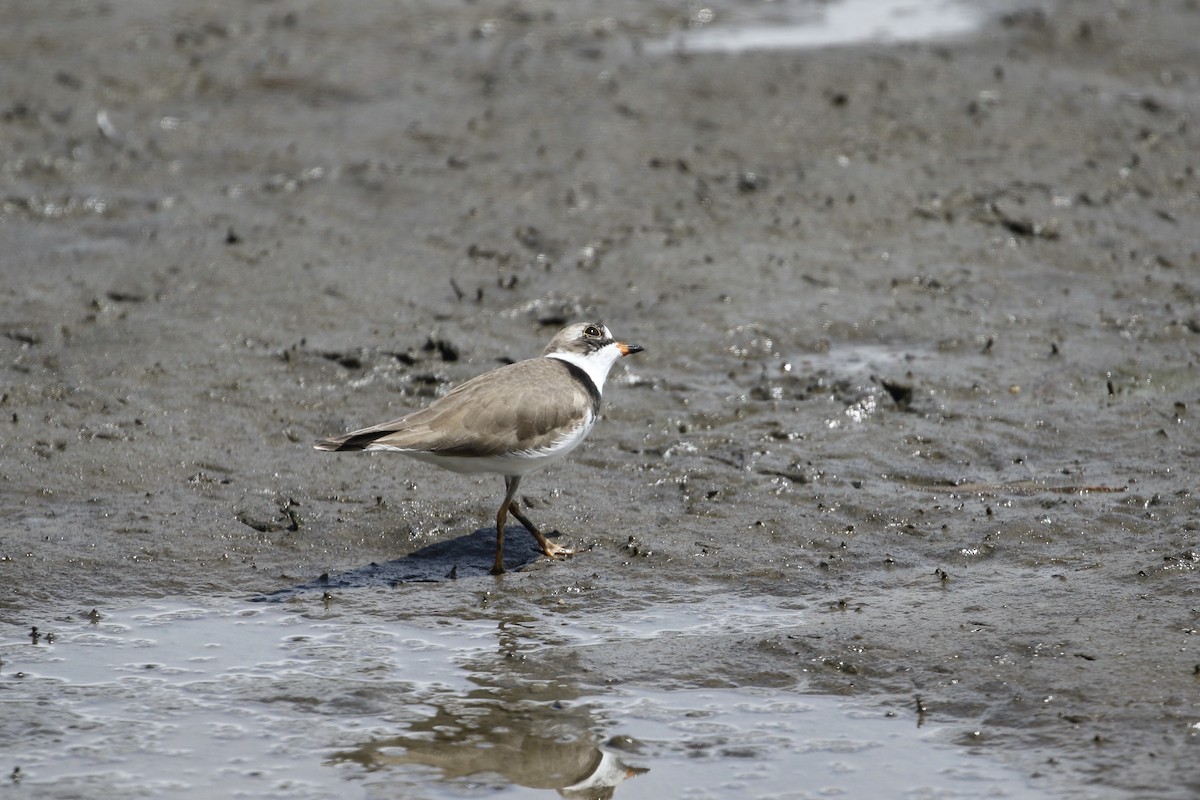 Semipalmated Plover - ML323674241