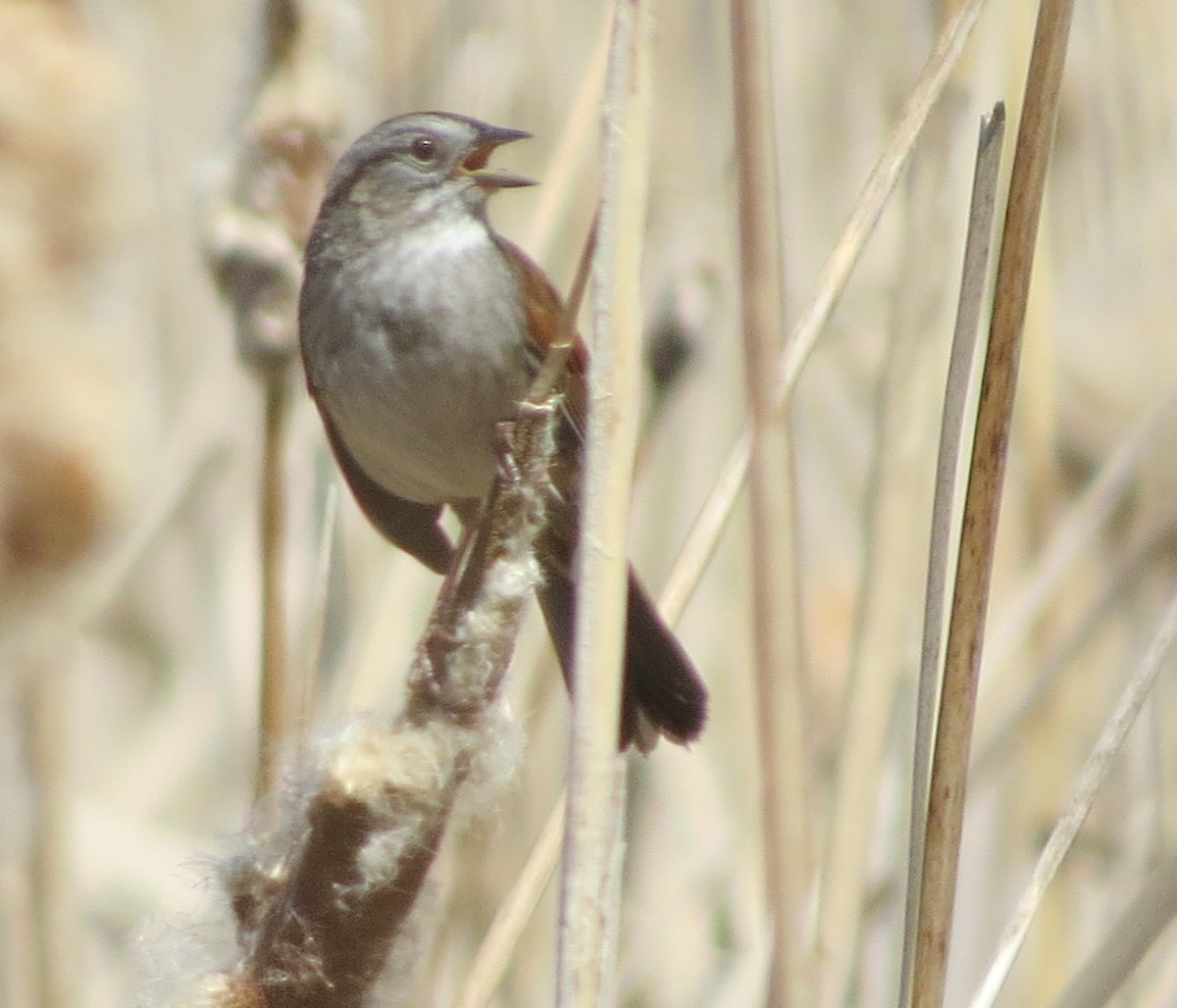Swamp Sparrow - ML323675971