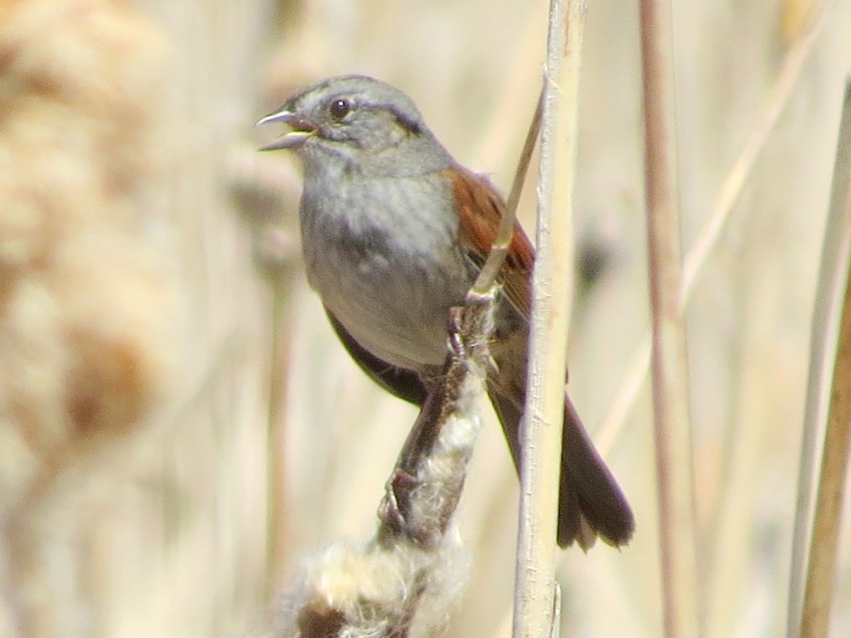 Swamp Sparrow - ML323675991