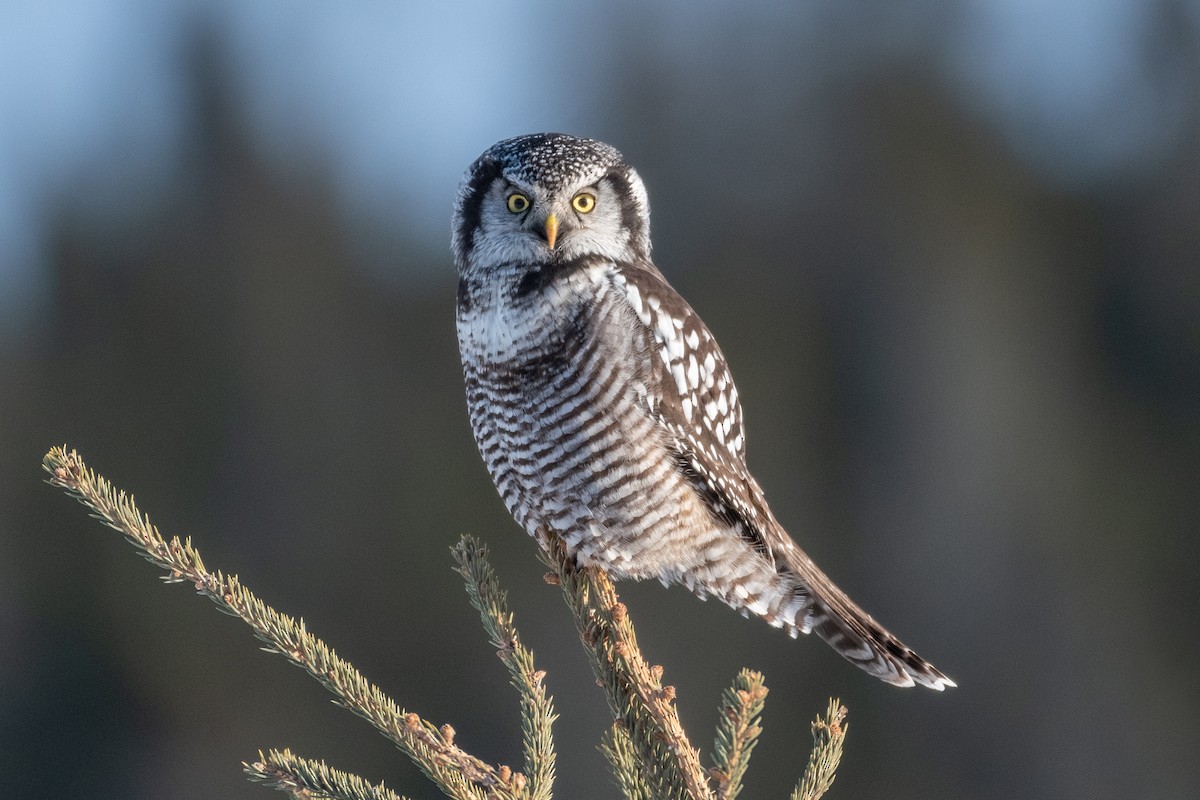Northern Hawk Owl - ML323677971