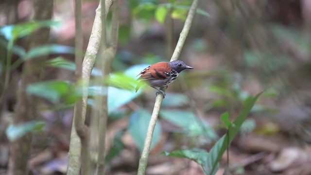 Spotted Antbird - ML323683951