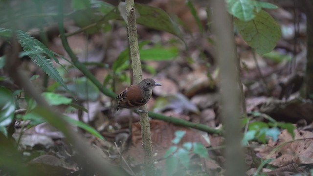 Spotted Antbird - ML323684351
