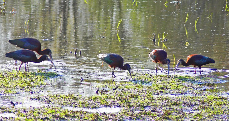 White-faced Ibis - Larry Meade