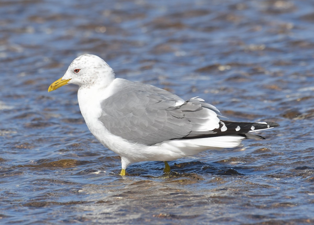 Common Gull (Kamchatka) - Aidan Kiley