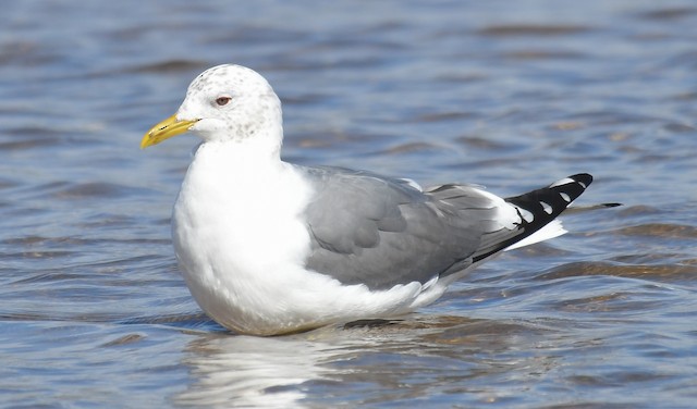 カモメ 亜種 カモメ Ebird