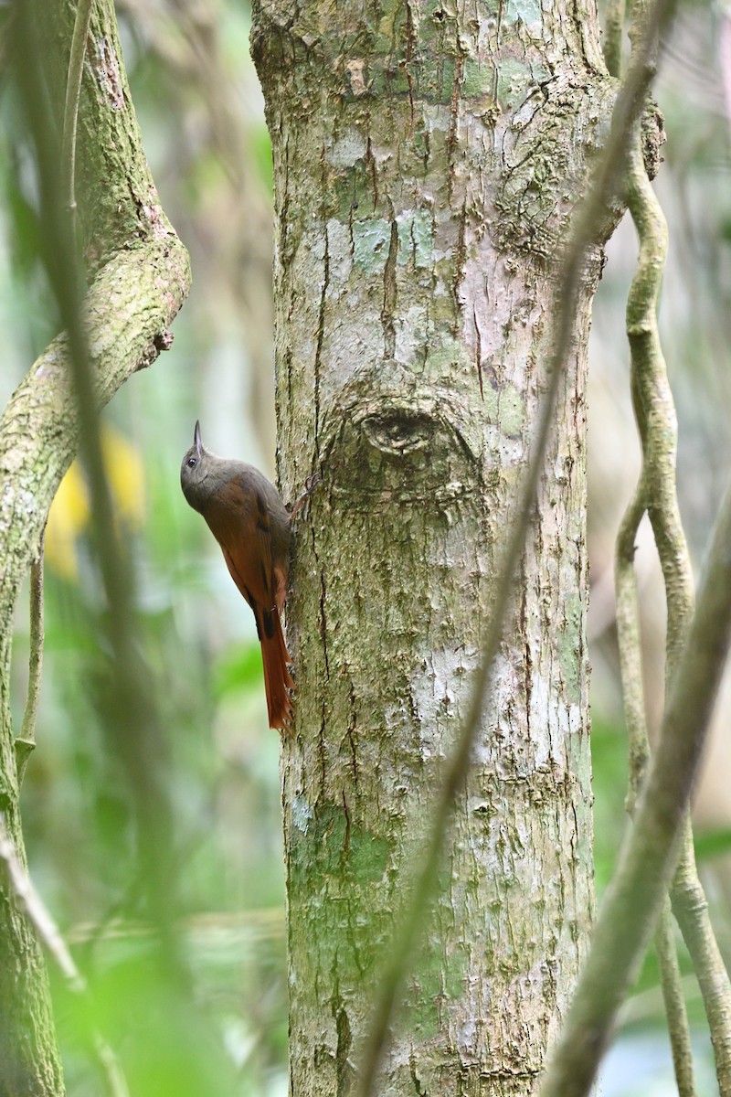 Olivaceous Woodcreeper - Luis Guillermo
