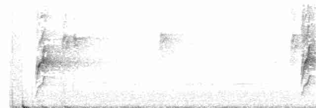 Orthonyx de Temminck - ML323706781