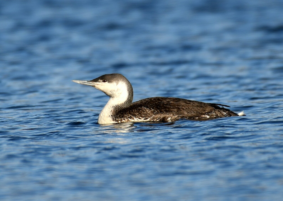 Red-throated Loon - jean jew