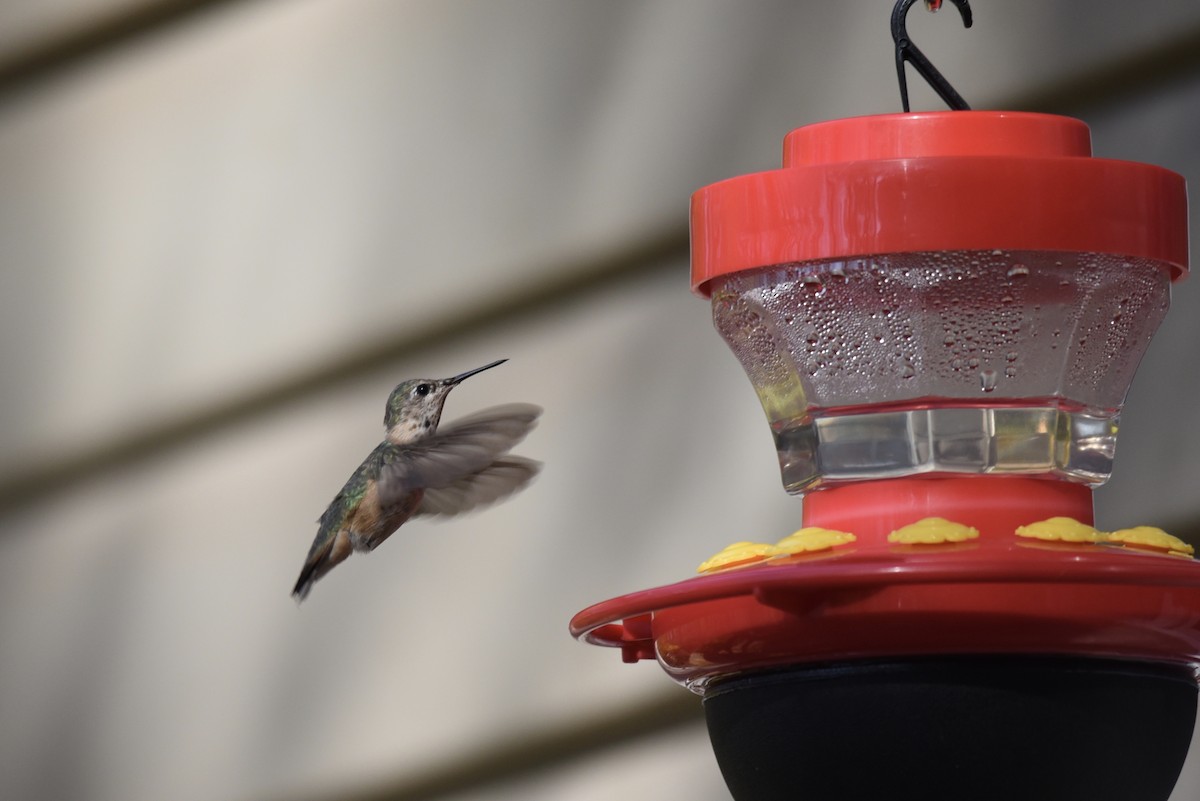 Calliope Hummingbird - ML323710111