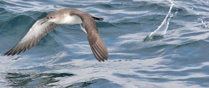 Black-vented Shearwater - Don Roberson