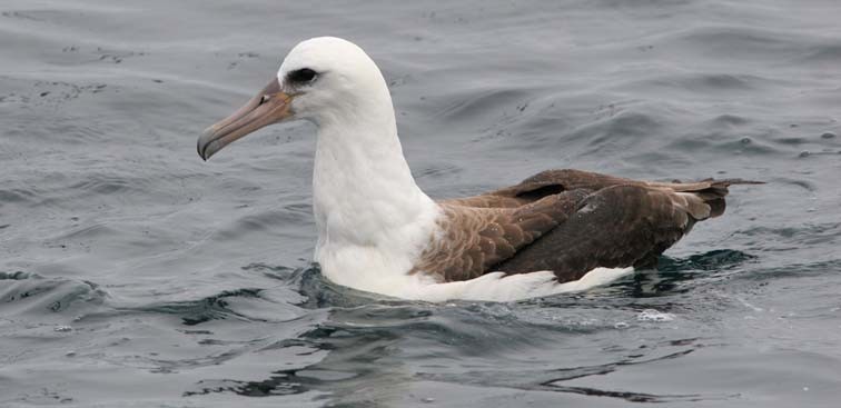 Laysan Albatross - Don Roberson