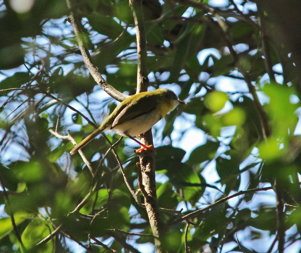 Yellow-breasted Apalis - ML323718801