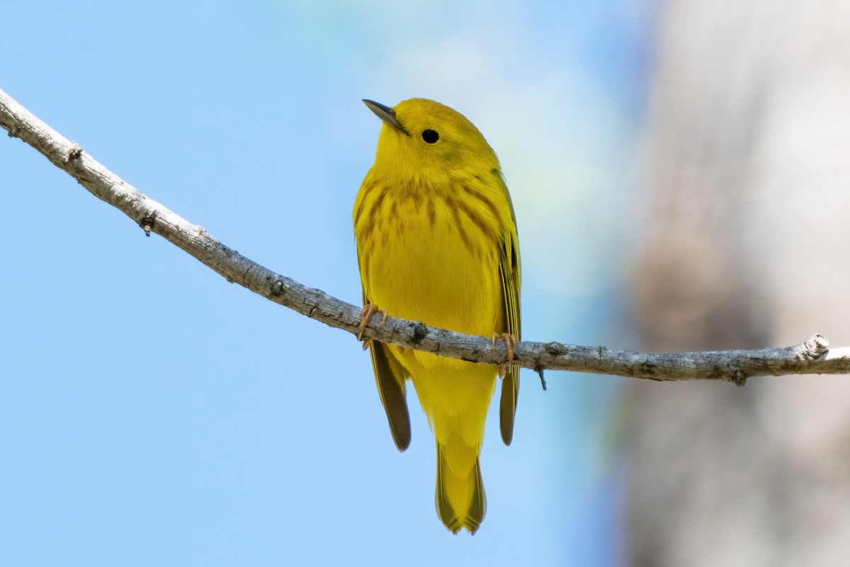 Yellow Warbler (Northern) - ML323732061
