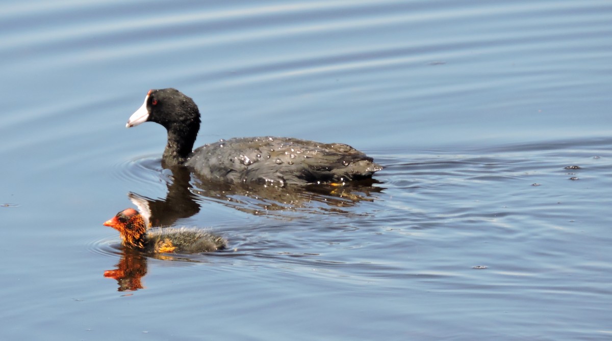American Coot (Red-shielded) - ML32373541