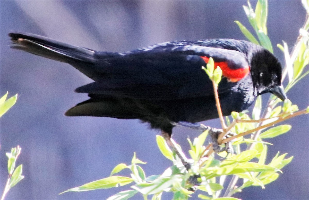 Red-winged Blackbird - ML323739531