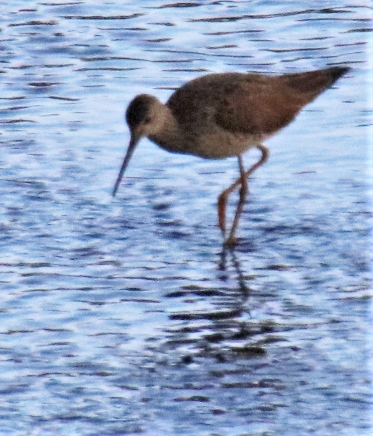 Greater Yellowlegs - Barry Spolter