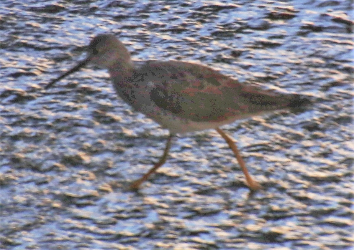 Greater Yellowlegs - Barry Spolter