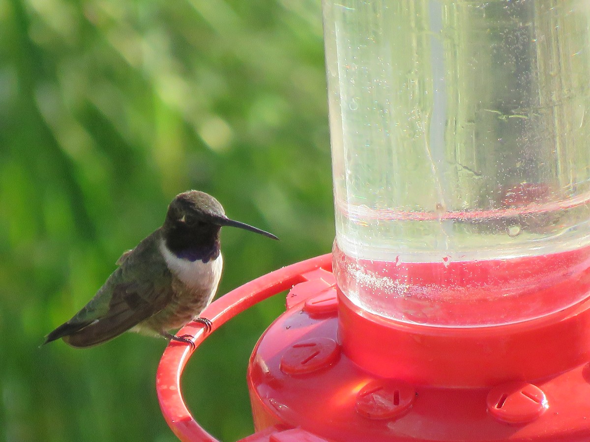 Black-chinned Hummingbird - ML323739881